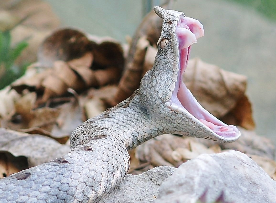 The yawn Viper