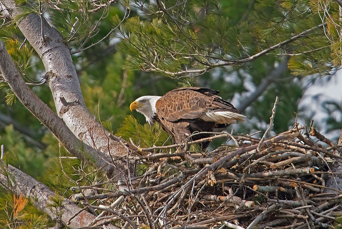 Bald Eagle