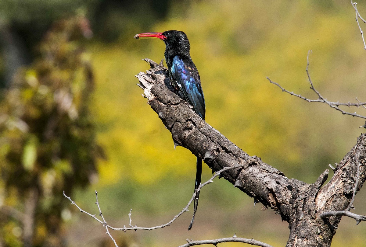 Phoeniculus damarensis