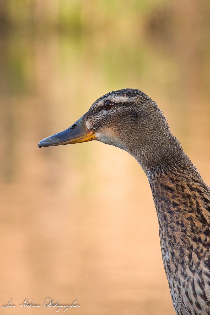 Ritratto di Germano Reale femmina
