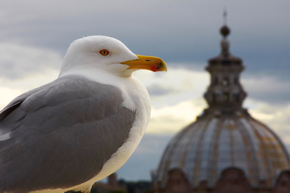 Birds of Rome #3