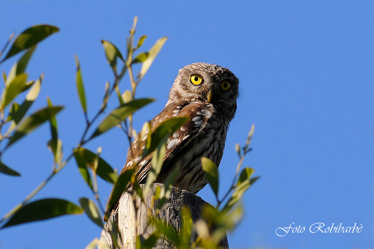 Civetta...lo sguardo...,