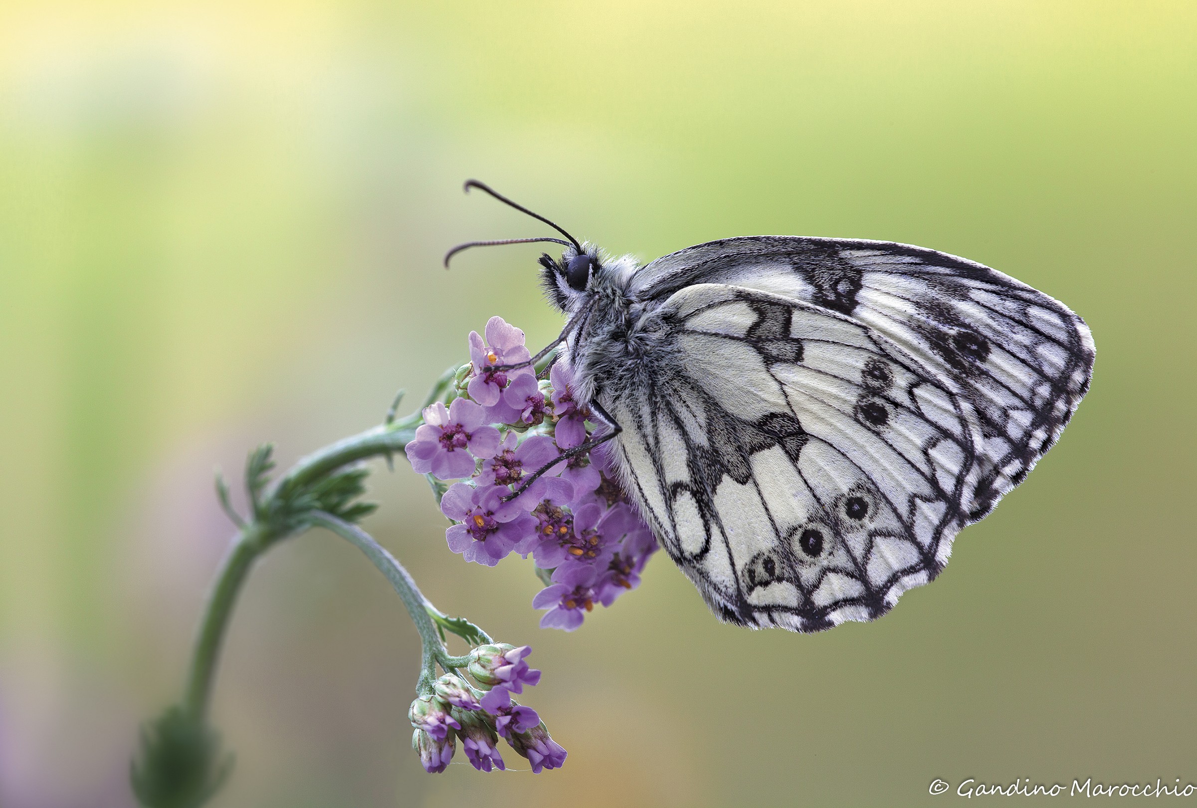 Melanargia Galathea