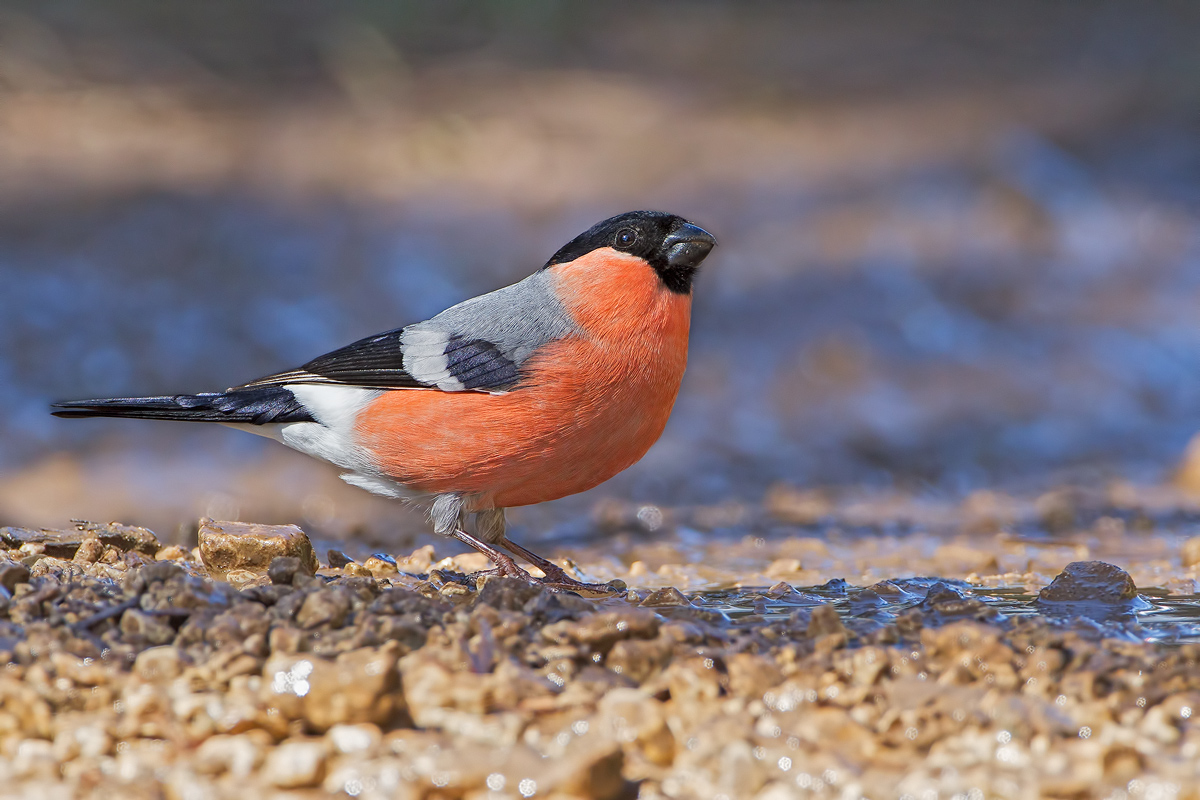 Bullfinch