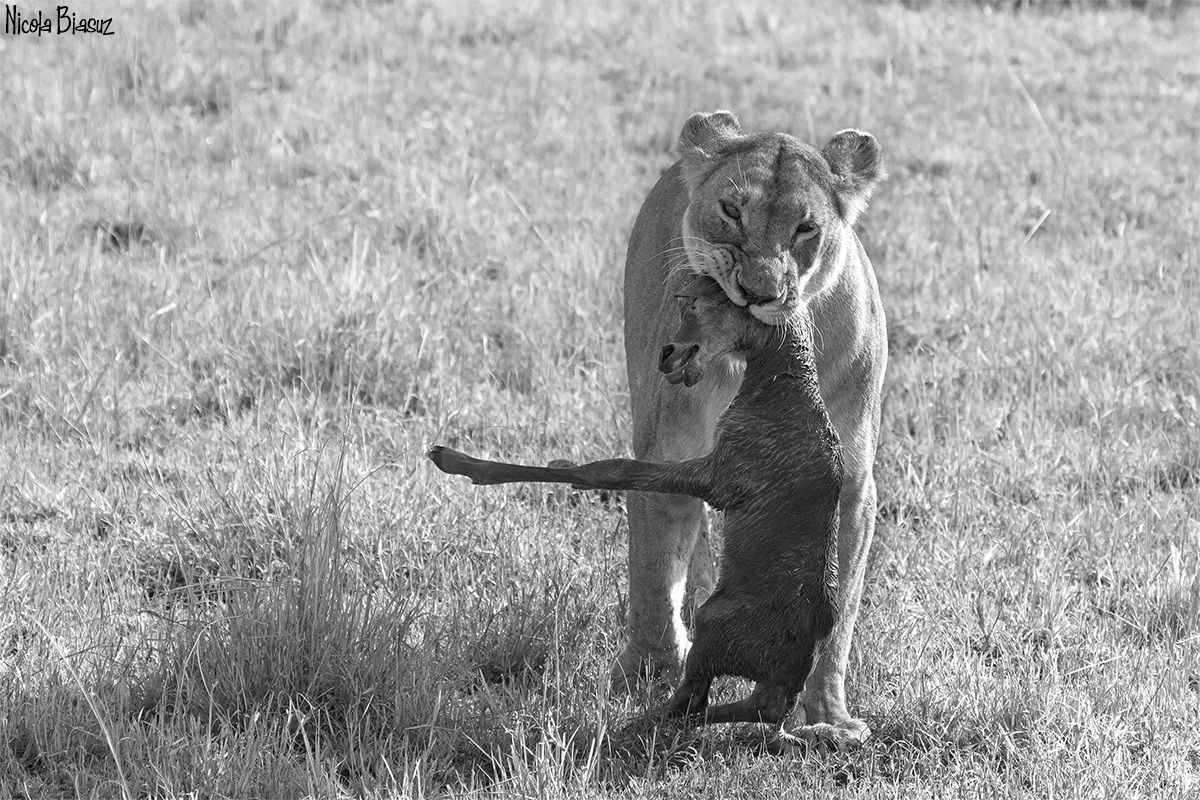 You do not always die of old age