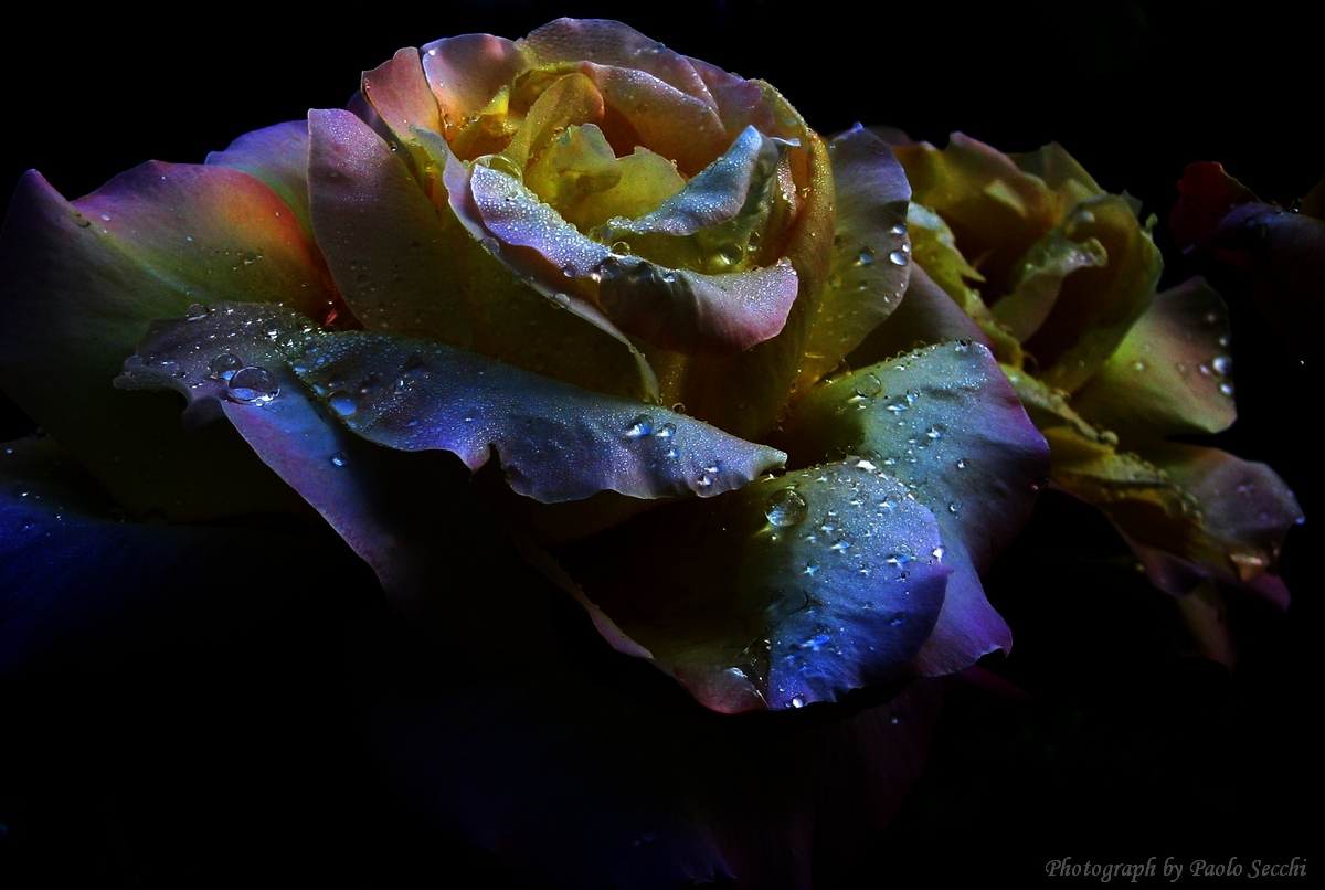 The dark side of the rose