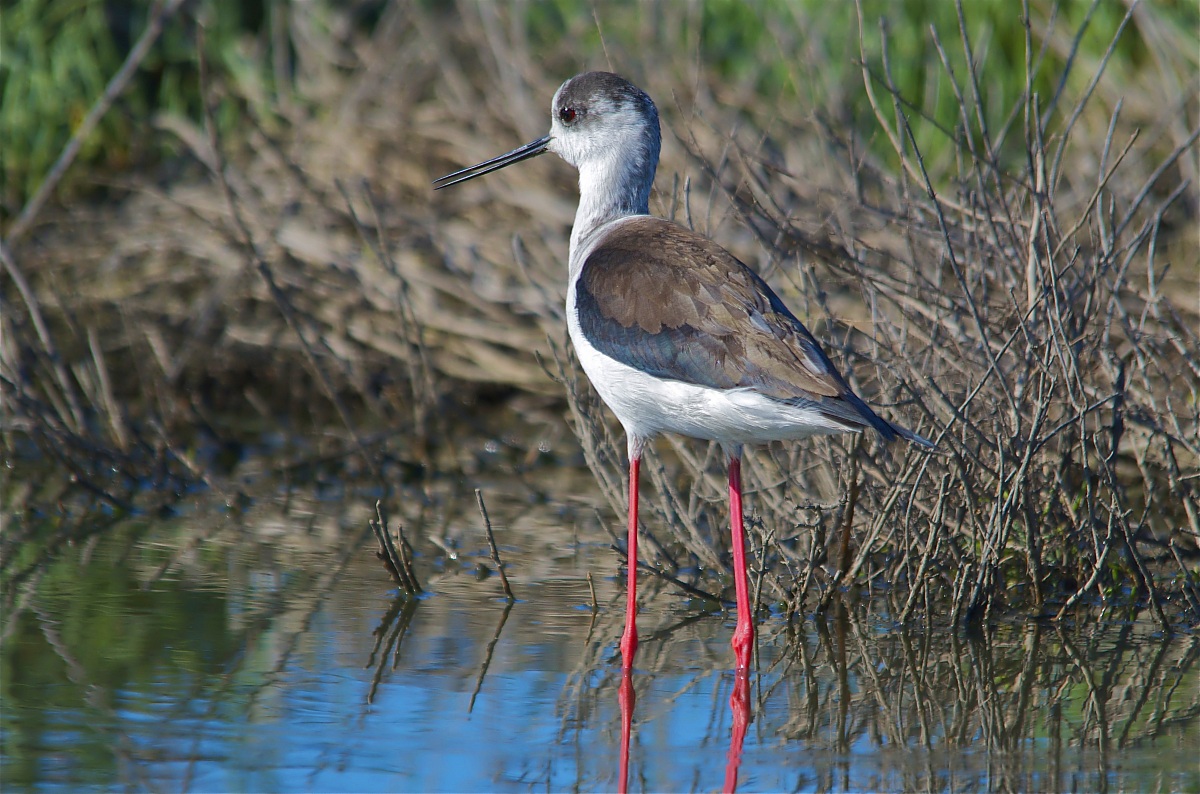 Il primo Cavaliere d'Italia - 2014