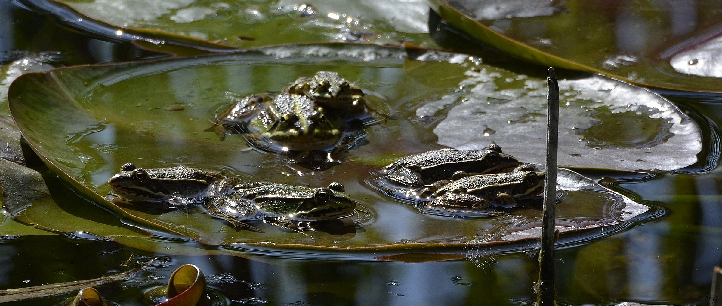 Una foglia per tutti
