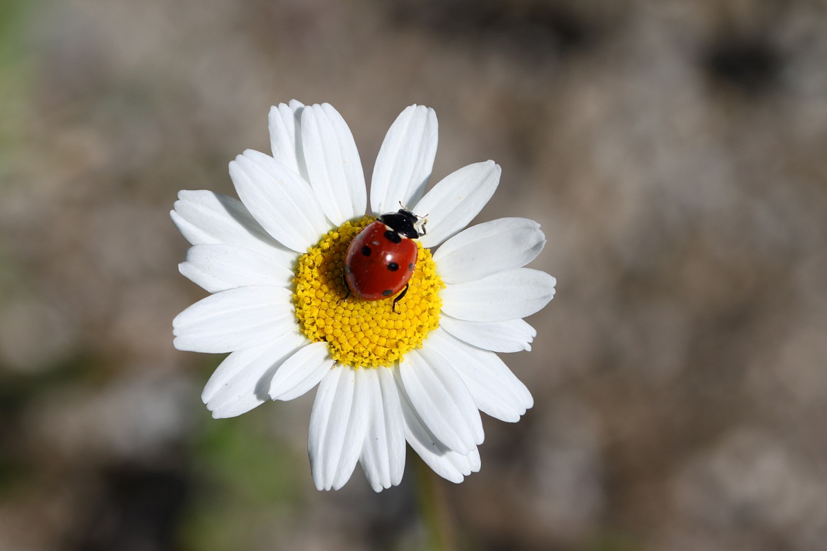 coccinella n° 2