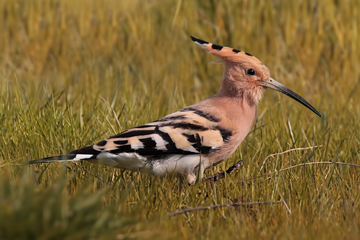 La prima Upupa della stagione