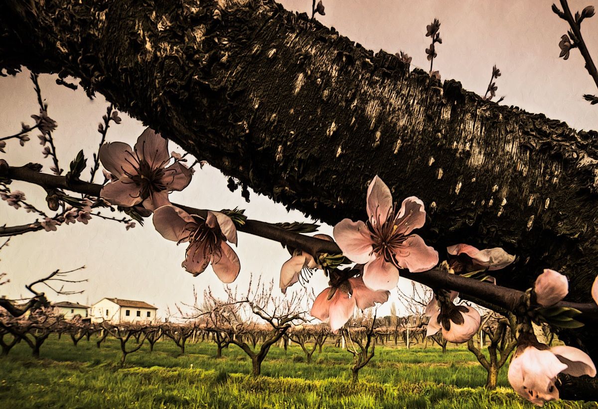 Peach trees in bloom