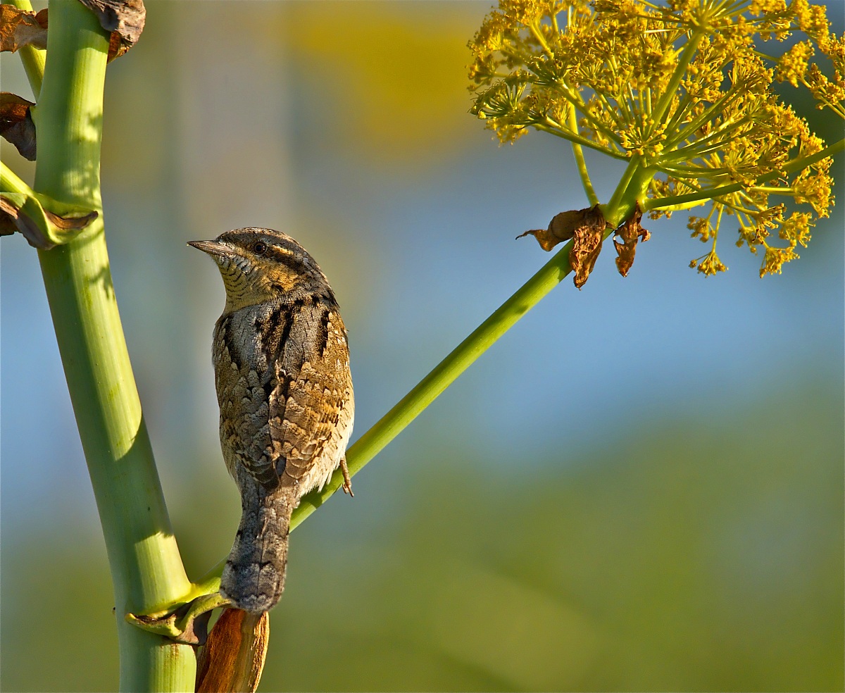 Torcicollo controluce
