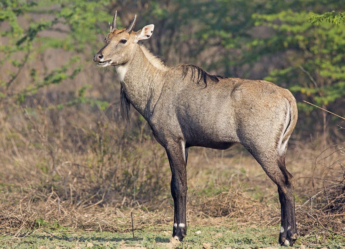 Nilgai