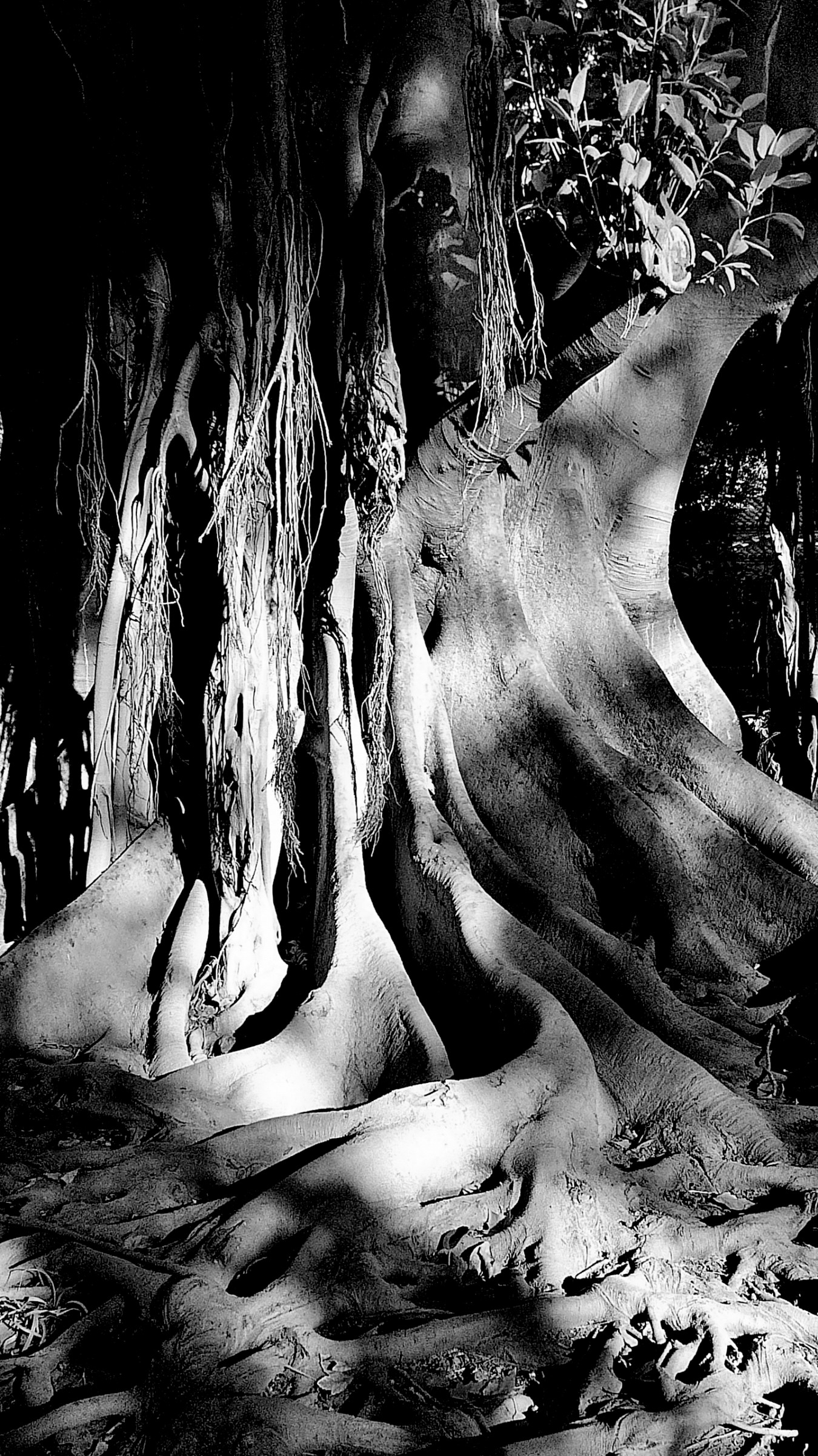 earthly ties ..............