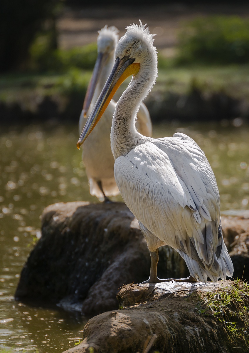 Pelican Riccio
