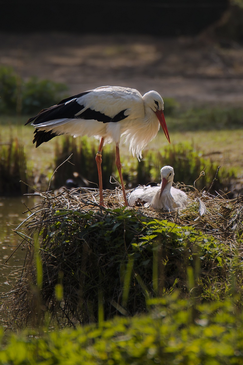 White Storks