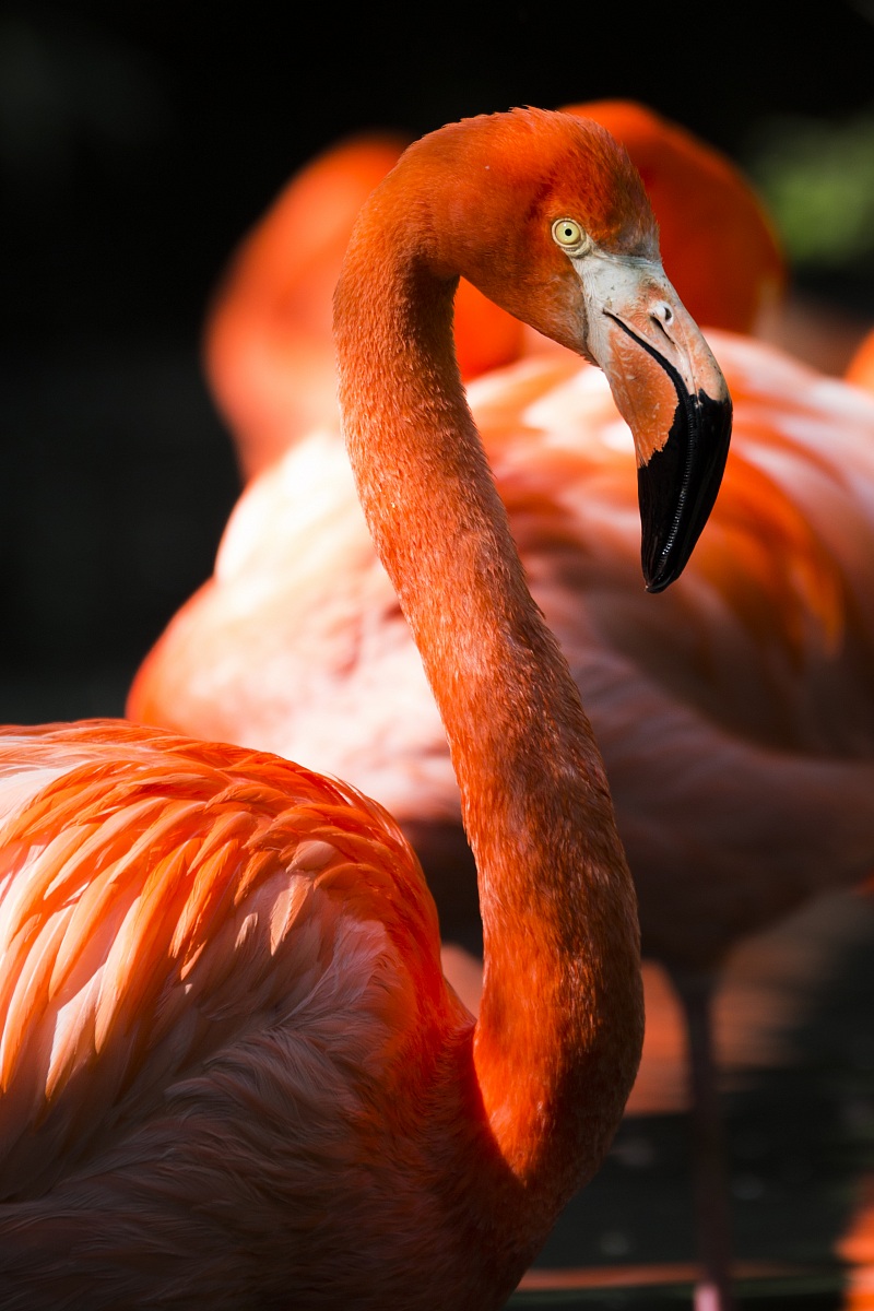 Fenicottero Rosso di Cuba