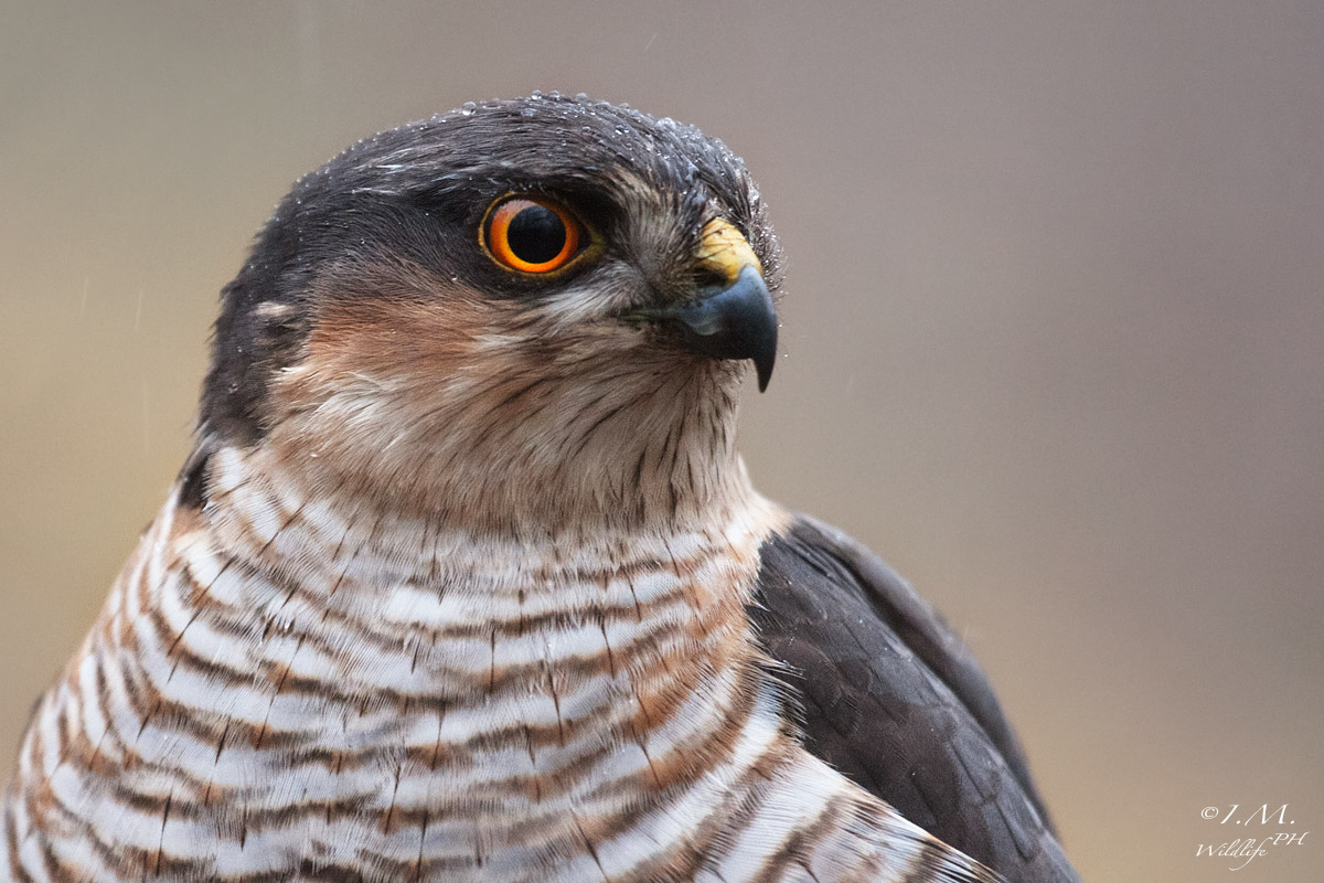 L'incubo delle mangiatoie
