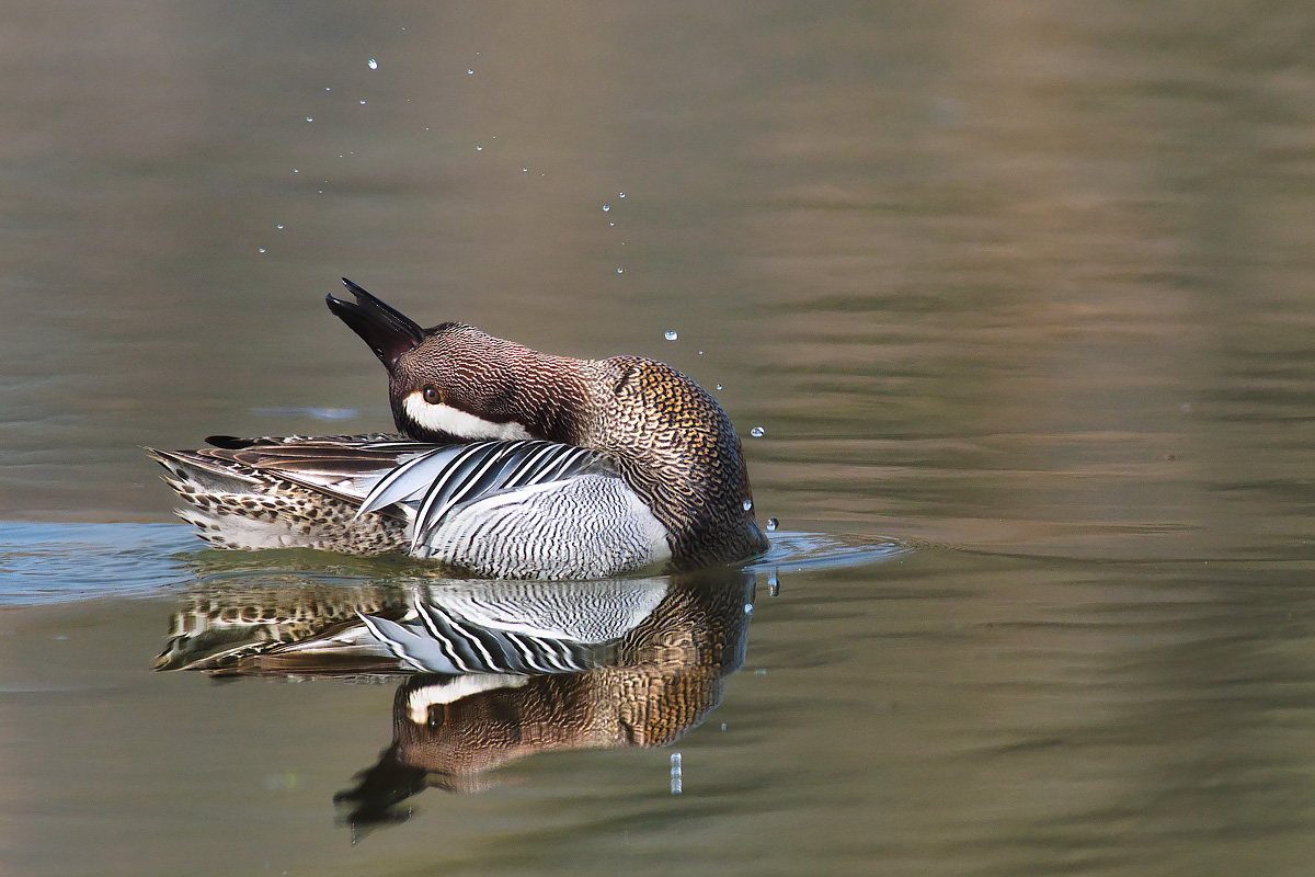 Garganey contortionist.