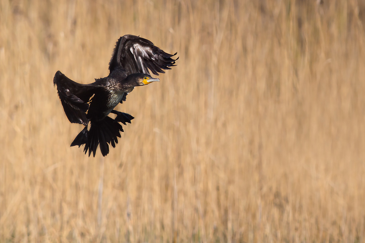 Cormorant landing.