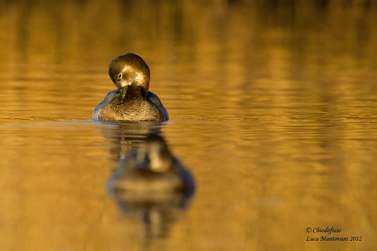 Pochard female
