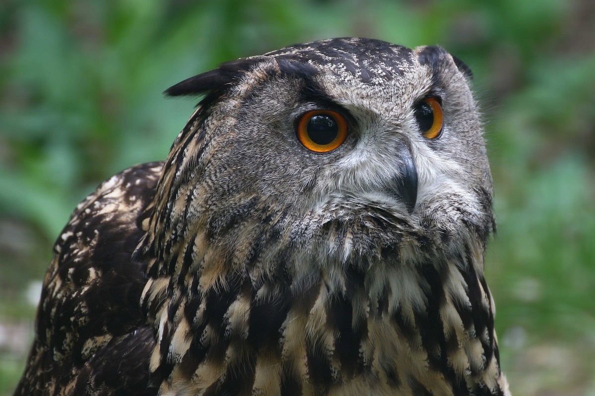 Eagle Owl