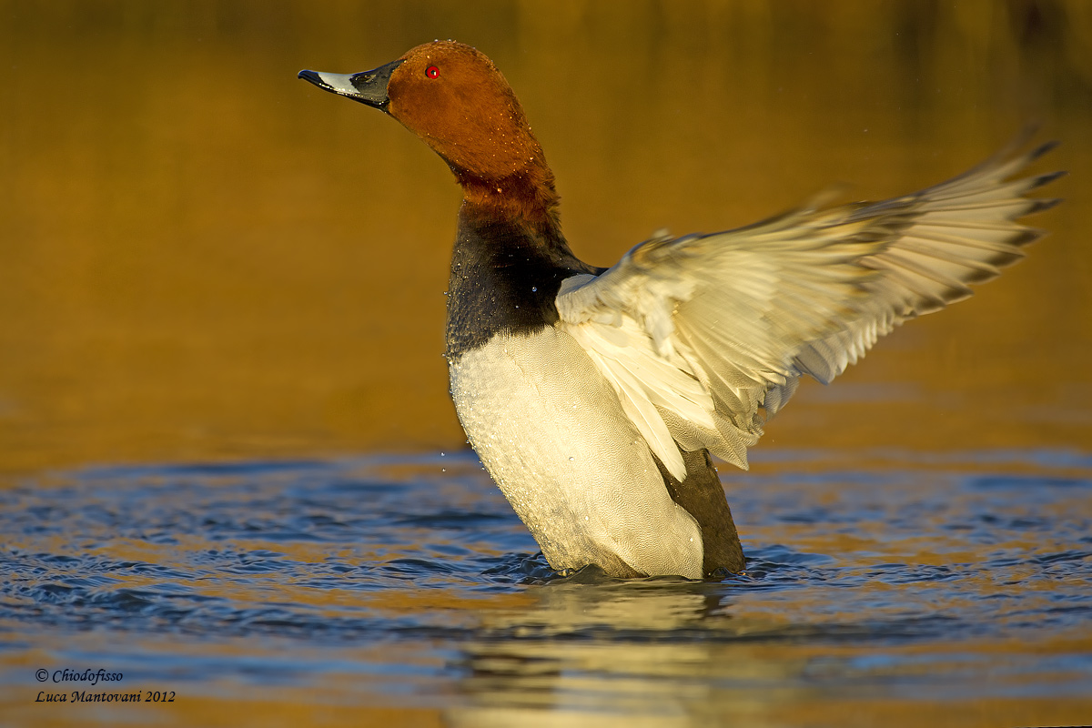 Pochard male