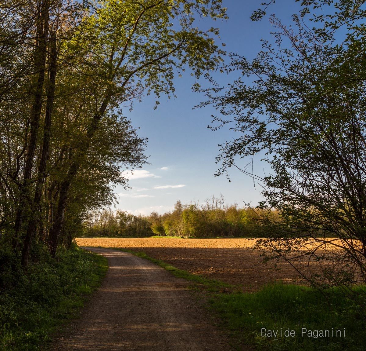 Spring in the fields