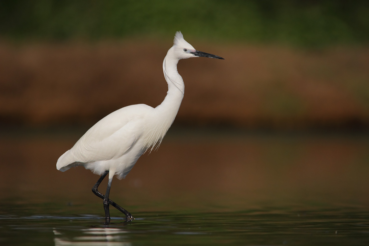 Egret