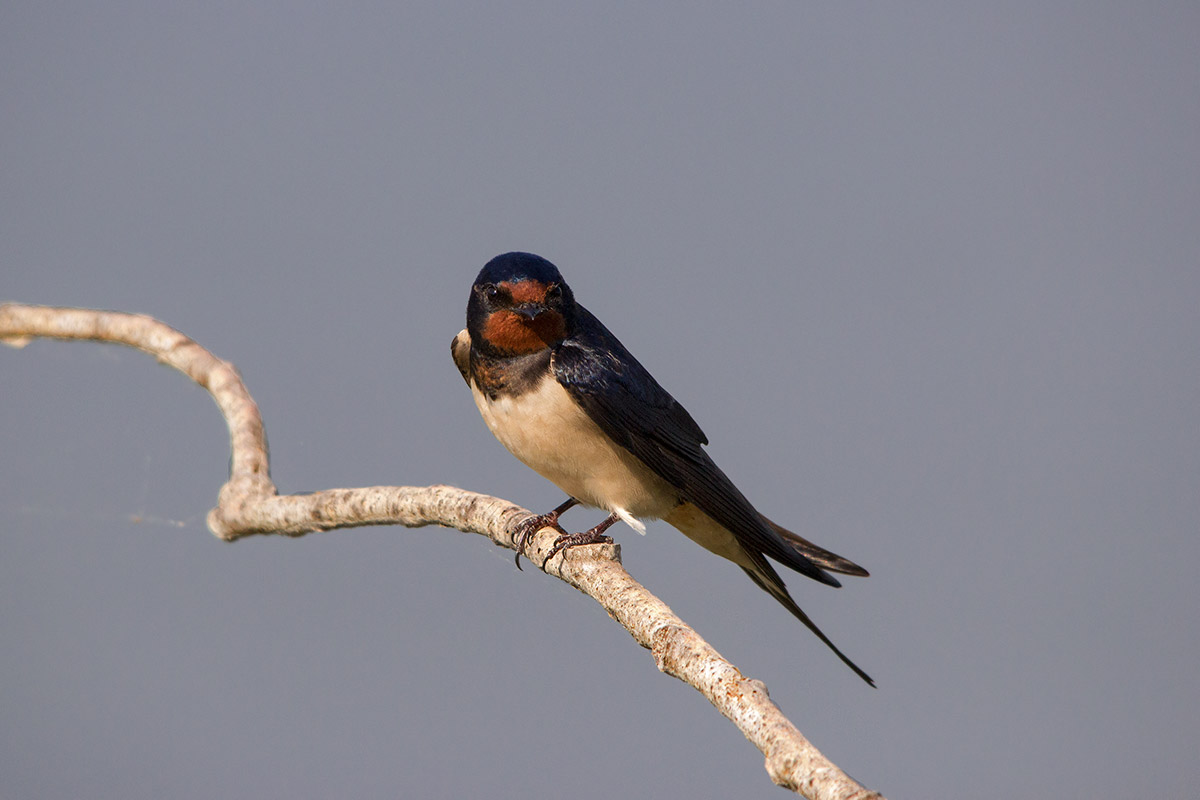 Swallow