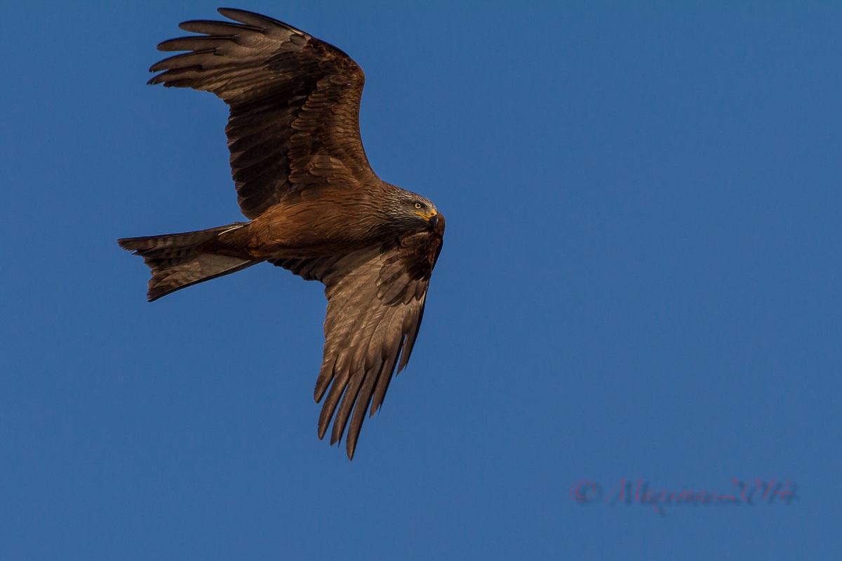 Black kite ... ... at breakfast ...