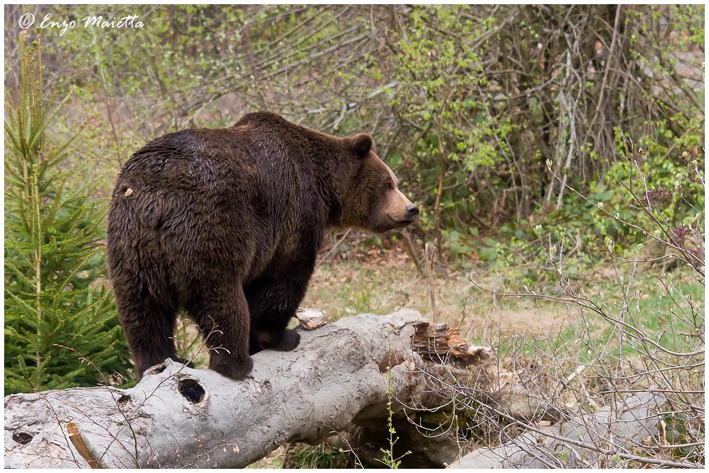 Bayerischer-Wald Orso bruno