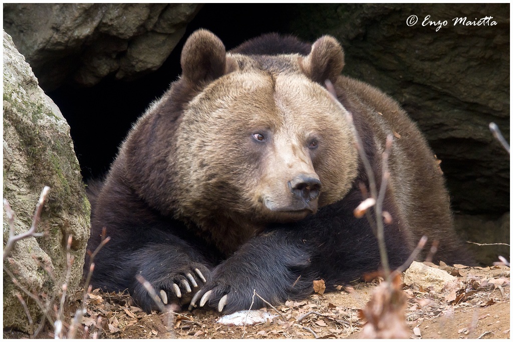 Bayerischer-Wald Orso bruno