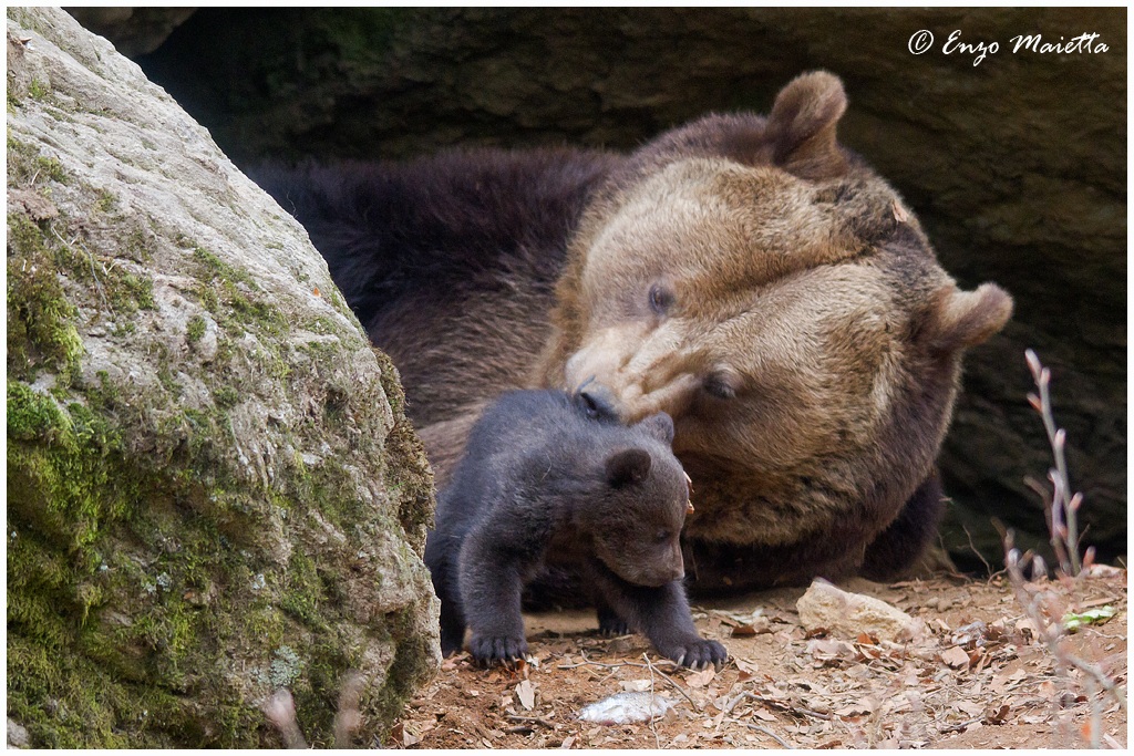 Bayerischer-Wald Orso bruno con piccolo