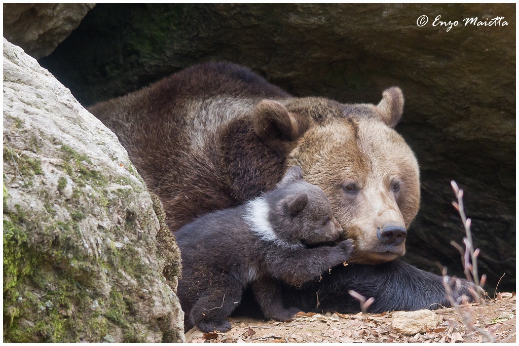 Bayerischer-Wald Orso bruno (coccole)