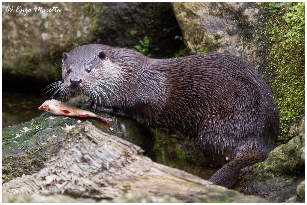 Bayerischer-Wald Lontra