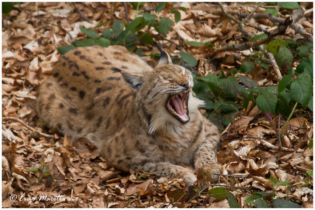 Bayerischer-Wald Lince Europea