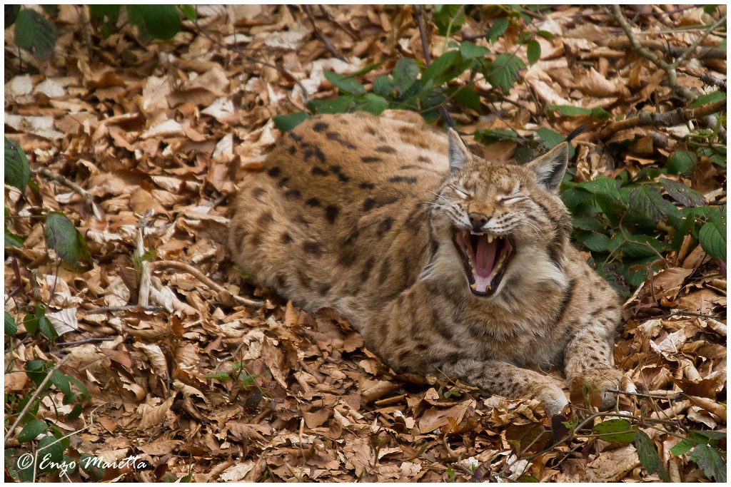 Bayerischer-Wald Lince