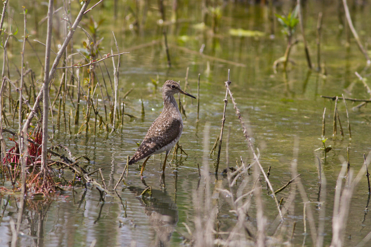Wood Sandpiper