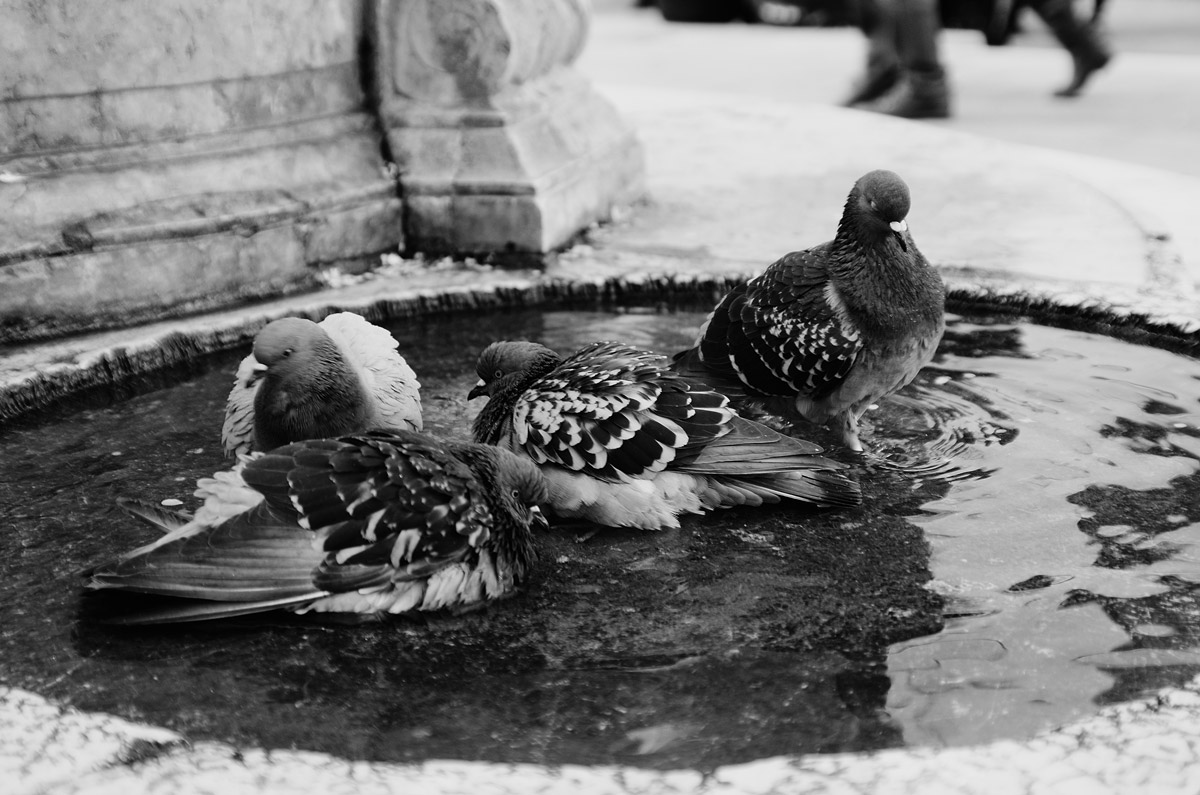 the toilette of the pigeons