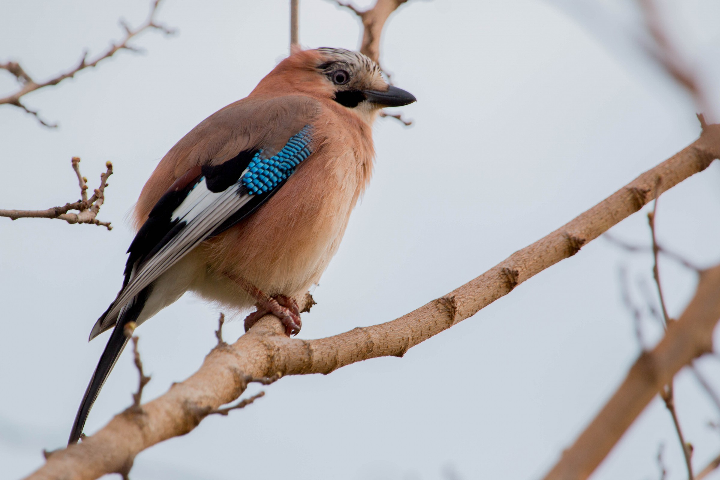 Profilo di Primavera