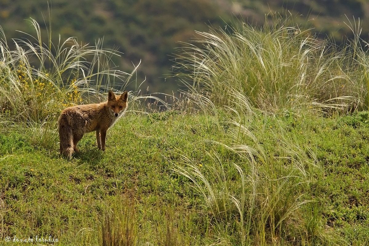 the fox and the Spear