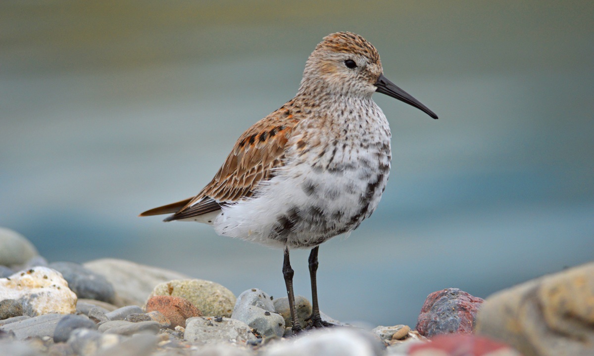 Piovanello Pancianera