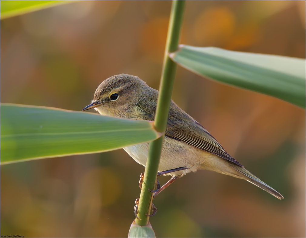 Willow Warbler ...