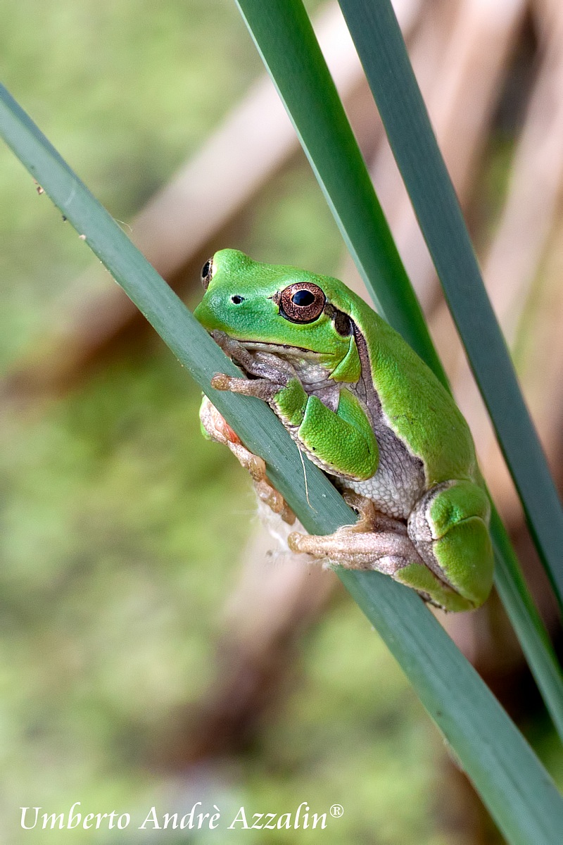 Rana verde della palude Brabbia