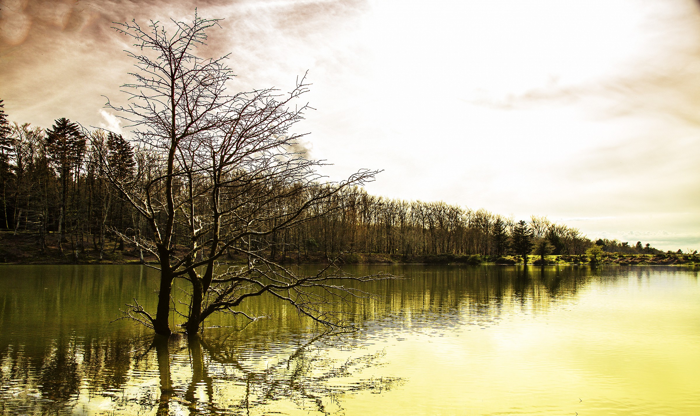 The tree in the middle of the lake