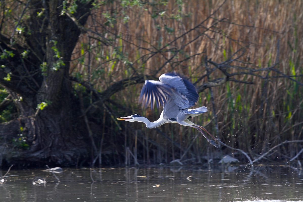 Grey Heron