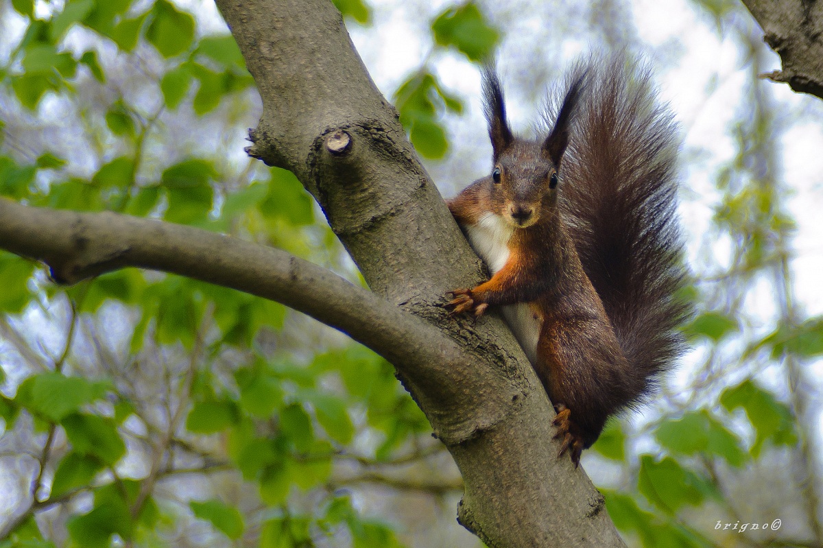 sciurus vulgaris