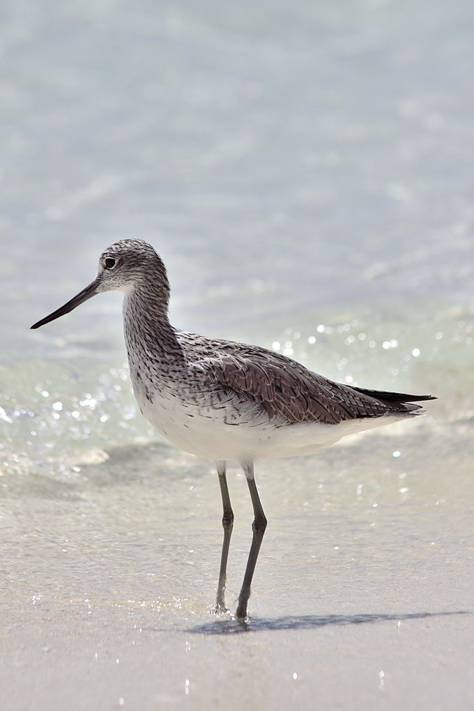 Greenshank