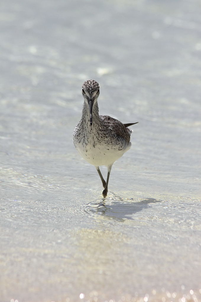 Greenshank